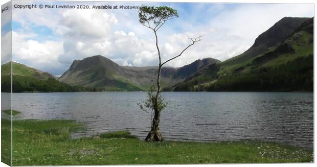 Buttermere Lone Tree Canvas Print by Paul Leviston