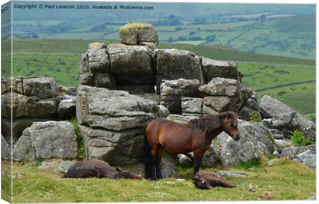 Dartmoor Pony's  Canvas Print by Paul Leviston