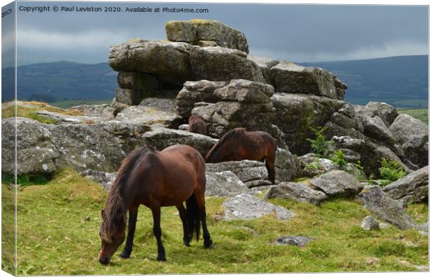 Dartmoor Pony's at Rippon Tor Canvas Print by Paul Leviston