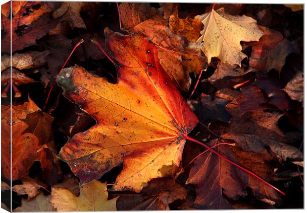 Autumn Leaves Canvas Print by Will Black