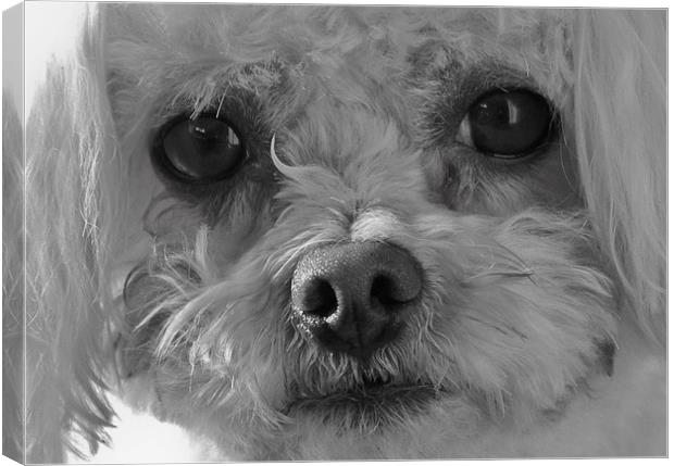 Alfie Canvas Print by Will Black