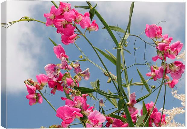 Sweet Pea Canvas Print by Will Black