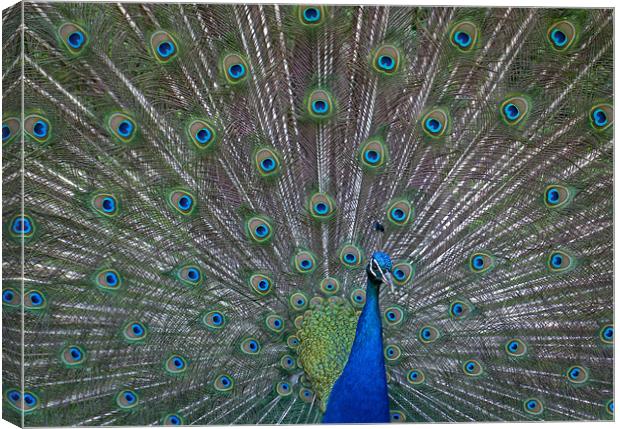 Peacock Canvas Print by Will Black