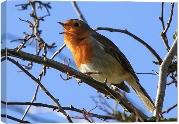 Vocal Robin Canvas Print by Will Black