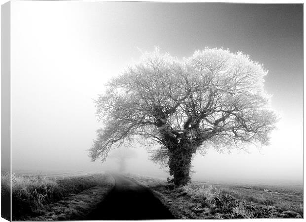 misty black and white tree in the fog Canvas Print by Will Black