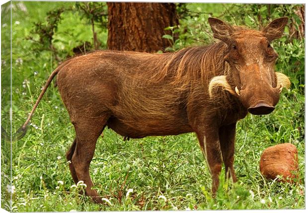 Wart Hog Canvas Print by Will Black