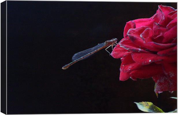 Dragonfly Canvas Print by andrew sessions
