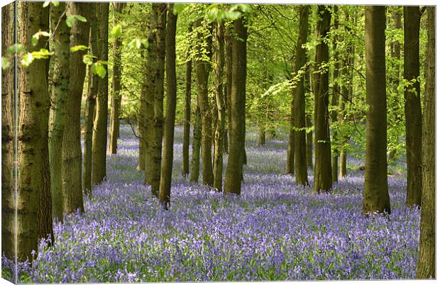 The Bluebell Wood Canvas Print by graham young