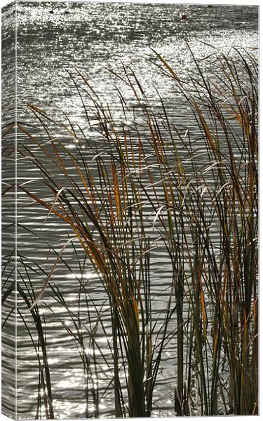 Autumn Reeds Canvas Print by graham young