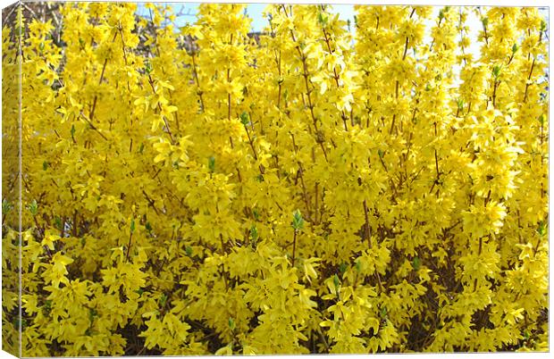 Forsythia Canvas Print by graham young