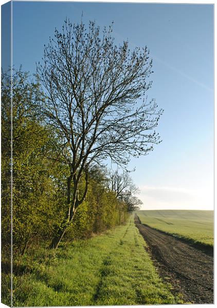 A Spring Hedgerow Canvas Print by graham young