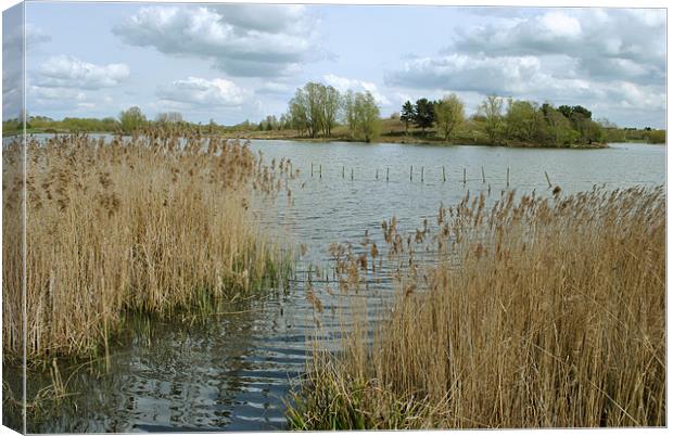 Willen Lake, North Canvas Print by graham young