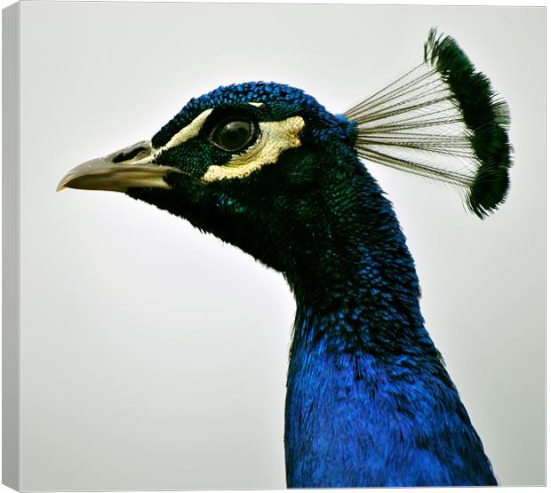 Peacock Portrait Canvas Print by graham young