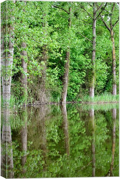Tree Reflections Canvas Print by graham young