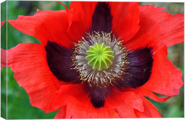 Ornamental Poppy Canvas Print by graham young
