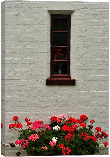 Geraniums on a Whitewashed Wall Canvas Print by graham young