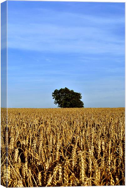Lone Tree in a Field of Wheat Canvas Print by graham young
