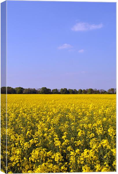 Field of Rape Canvas Print by graham young