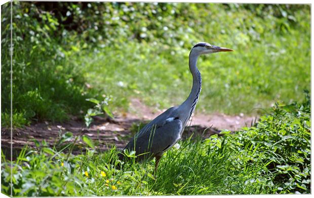 Grey Heron Canvas Print by graham young