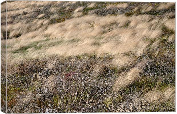 Windswept Grasses Canvas Print by graham young