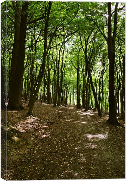 Woodland Walk Canvas Print by graham young