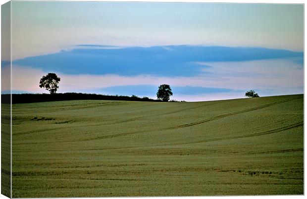 Three Trees a Cornfield and a Cloud Canvas Print by graham young
