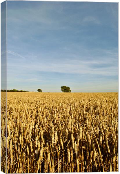 Trees in a Cornfield Canvas Print by graham young