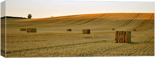 Golden Harvest Canvas Print by graham young