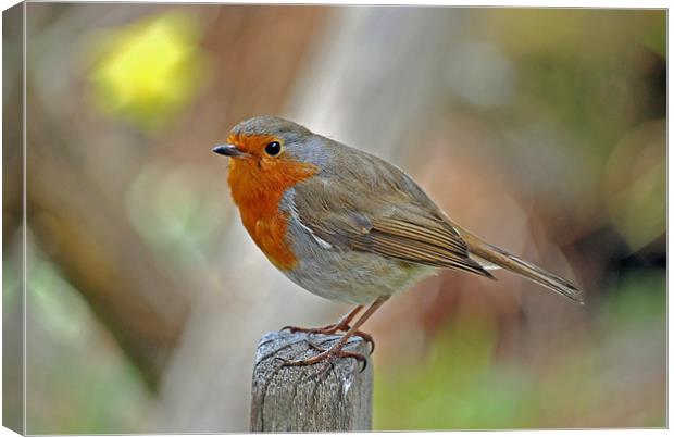 Robin Canvas Print by graham young