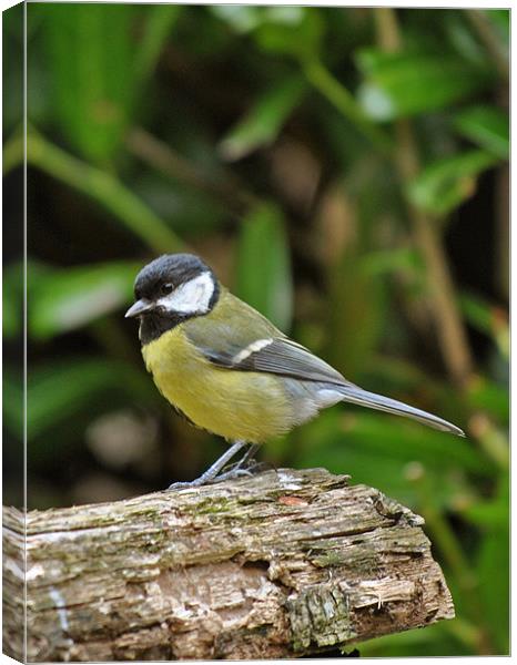 Great Tit Canvas Print by graham young
