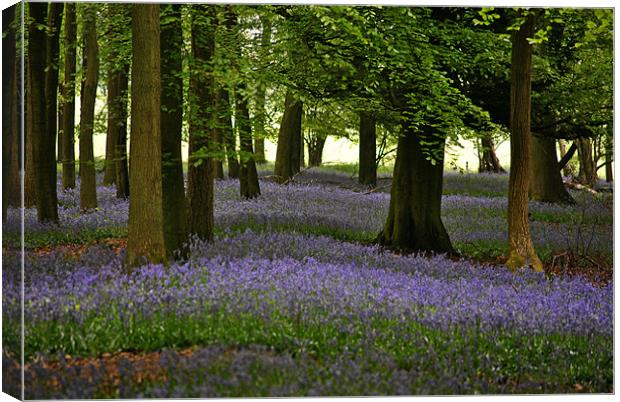 Bluebell Time Canvas Print by graham young