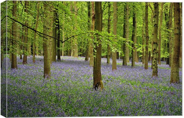 Ashridge Bluebell Woods Canvas Print by graham young