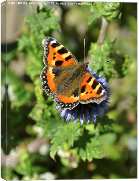 Small Tortoiseshell Canvas Print by graham young