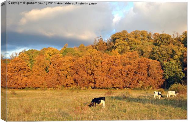 Autumn in Tring Park Canvas Print by graham young