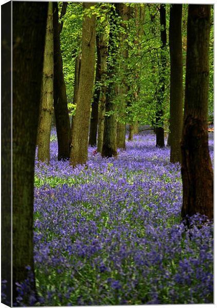 Bluebell Wood Canvas Print by graham young