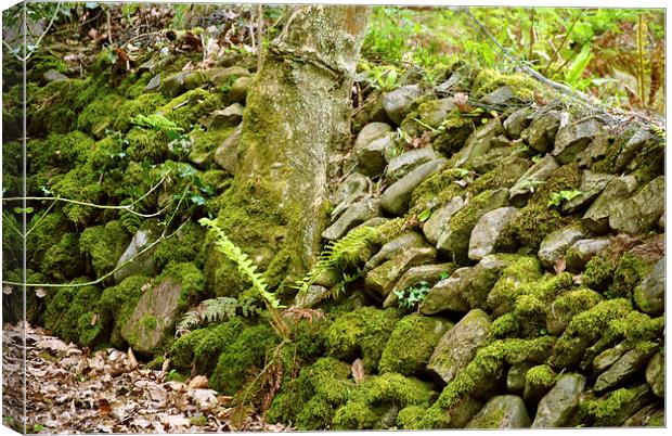 An Exmoor Drystone Wall  Canvas Print by graham young