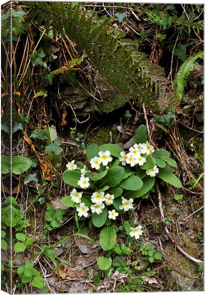 primroses and ferns  Canvas Print by graham young