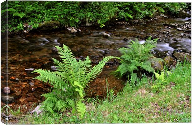 Ferns Beside The Stream  Canvas Print by graham young
