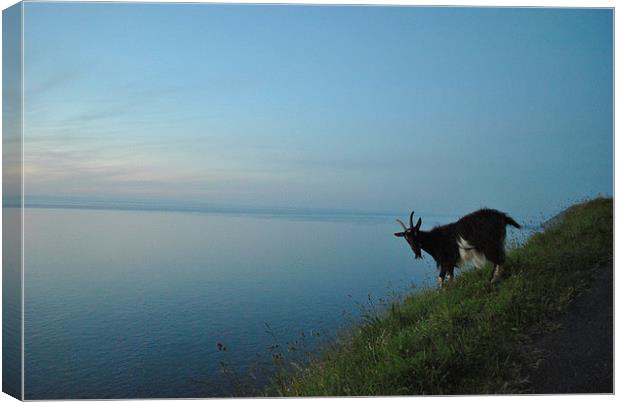 Lynton Goat at Sunset  Canvas Print by graham young