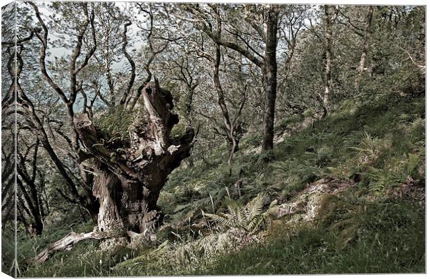 The Old Oak Tree  Canvas Print by graham young