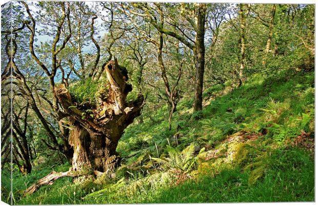 The Ancient Oak  Canvas Print by graham young