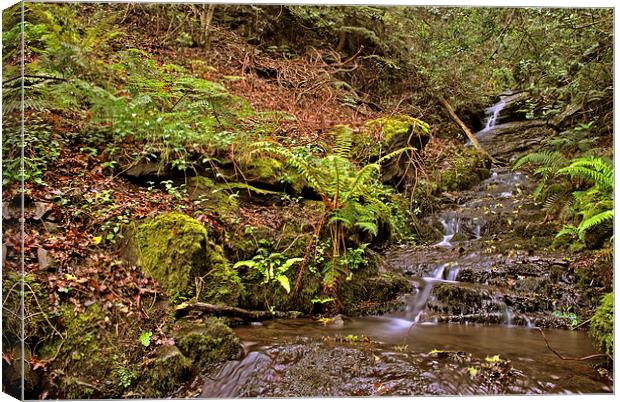 Glenthorne Falls  Canvas Print by graham young