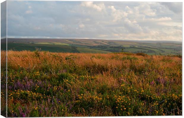 Heather and Gorse  Canvas Print by graham young