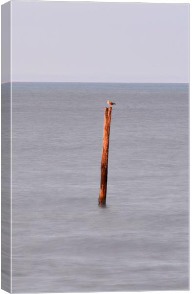 Bird on a Post  Canvas Print by graham young