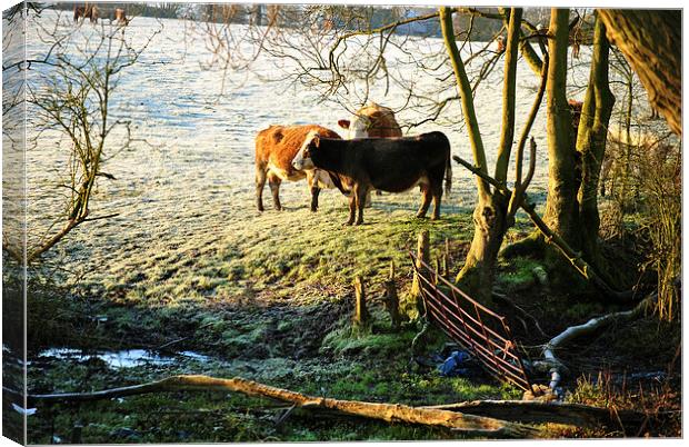 Frozen Beef  Canvas Print by graham young