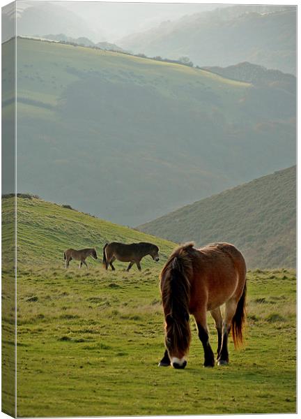 Exmoor Ponies  Canvas Print by graham young
