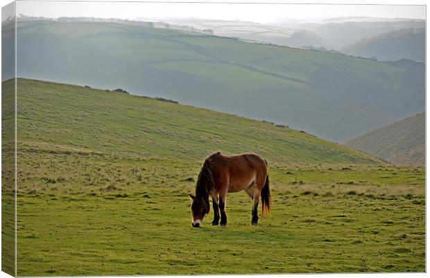 Exmoor Pony  Canvas Print by graham young