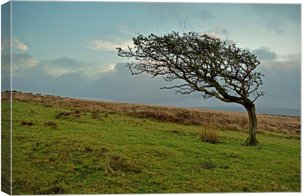 Windswept Tree  Canvas Print by graham young