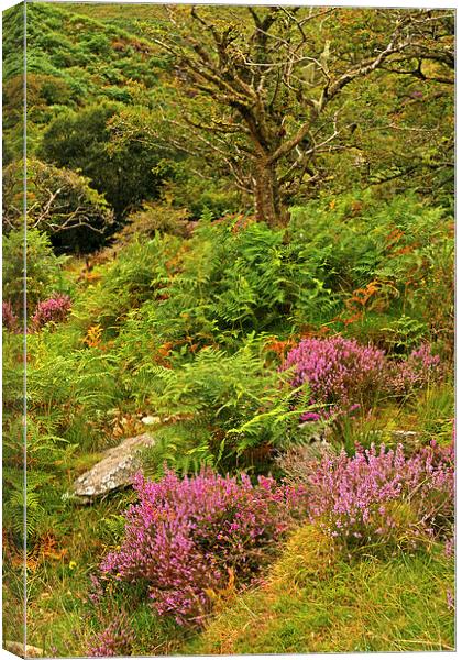 Exmoor Heather  Canvas Print by graham young