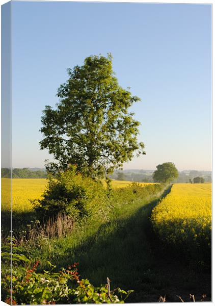 Field of Oilseed Rape Canvas Print by graham young